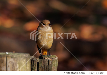 雌性達烏爾紅尾鴝是一種冬季鳥類,因其可愛的行為而受到人們的喜愛,綽號為喬維科。 雌性達烏爾紅尾鴝是一種冬季鳥類,因其可愛的行為而受到人們的喜愛,綽號為喬維科。 137871385