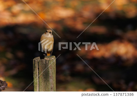 雌性達烏爾紅尾鴝是一種冬季鳥類，因其可愛的行為而受到人們的喜愛，綽號為喬維科。 137871386