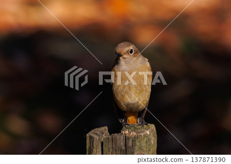 雌性達烏爾紅尾鴝是一種冬季鳥類，因其可愛的行為而受到人們的喜愛，綽號為喬維科。 137871390