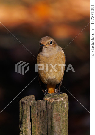 雌性達烏爾紅尾鴝是一種冬季鳥類,因其可愛的行為而受到人們的喜愛,綽號為喬維科。 雌性達烏爾紅尾鴝是一種冬季鳥類,因其可愛的行為而受到人們的喜愛,綽號為喬維科。 137871391
