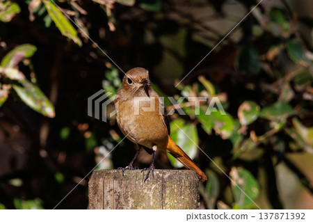 雌性達烏爾紅尾鴝是一種冬季鳥類，因其可愛的行為而受到人們的喜愛，綽號為喬維科。 137871392