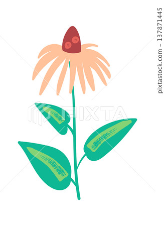 Wildflower Coneflower Stem Hand Drawn Wildflower Coneflower Stem Hand Drawn 137871445