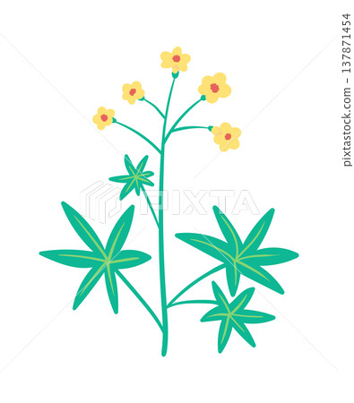 Wildflower Stem Blooming Hand Drawn 137871454