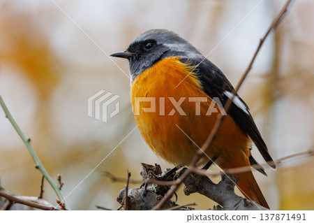 Adorable winter bird Daurian Redstart Adorable winter bird Daurian Redstart 137871491