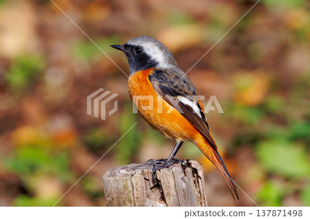 Adorable winter bird Daurian Redstart Adorable winter bird Daurian Redstart 137871498