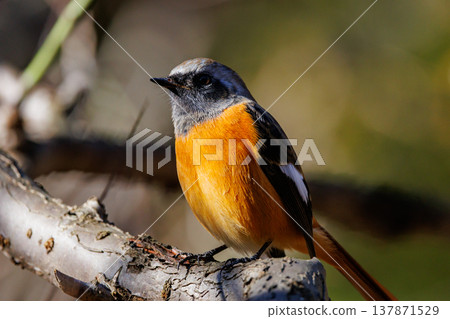 可愛的冬季鳥類達里安Redstart 137871529