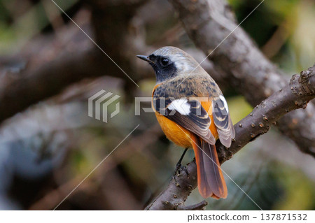 可愛的冬季鳥類達里安Redstart 137871532