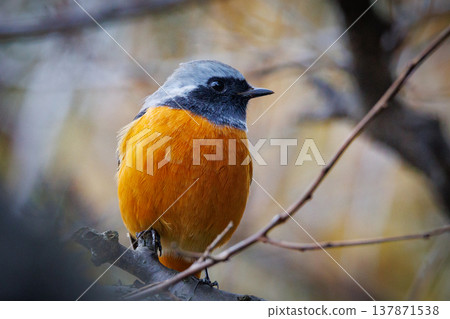 Adorable winter bird Daurian Redstart Adorable winter bird Daurian Redstart 137871538