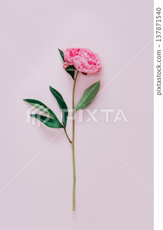 Beautiful pink peony on a pink pastel background. Beautiful pink peony on a pink pastel background. 137871540