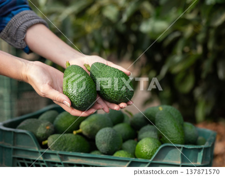 Farmer hands holding fresh picked organic avocados during harvesting in orchard or on farm on fall day Farmer hands holding fresh picked organic avocados during harvesting in orchard or on farm on fall day 137871570