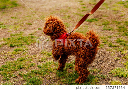 An Energetic And Lively Curly Coated Poodle Happily Explores City While On Leash An Energetic And Lively Curly Coated Poodle Happily Explores City While On Leash 137871634
