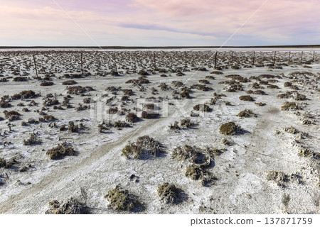 Salty soil in a dry lagoon, in the south of the province of La Pampa, Patagonia, Argentina. 137871759