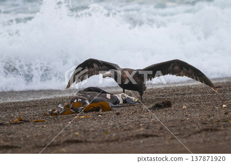 Giant Petrel , Peninsula Valdes, Unesco World heritage site, Chubut Province, Patagonia, Argentina. 137871920