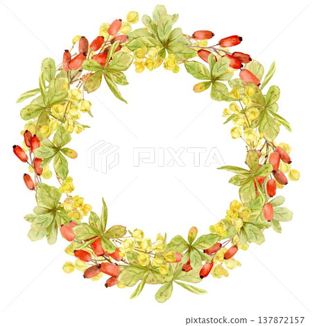 A round frame featuring a barberry wreath with red berries, yellow flowers, and leaves, hand-drawn in watercolor on an isolated background. Simple botanical clip art of a useful product. A round frame featuring a barberry wreath with red berries, yellow flowers, and leaves, hand-drawn in watercolor on an isolated background. Simple botanical clip art of a useful product. 137872157