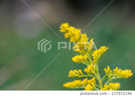 Goldenrod, a yellow flower that grows in clusters along riverbanks and in vacant lots. Goldenrod, a yellow flower that grows in clusters along riverbanks and in vacant lots. 137872246
