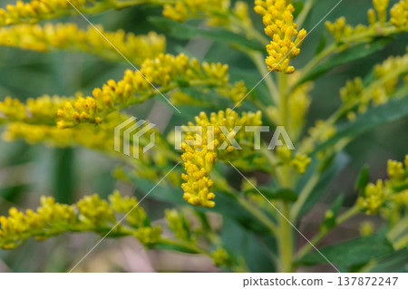 Goldenrod, a yellow flower that grows in clusters along riverbanks and in vacant lots. Goldenrod, a yellow flower that grows in clusters along riverbanks and in vacant lots. 137872247