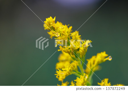 Goldenrod, a yellow flower that grows in clusters along riverbanks and in vacant lots. Goldenrod, a yellow flower that grows in clusters along riverbanks and in vacant lots. 137872249