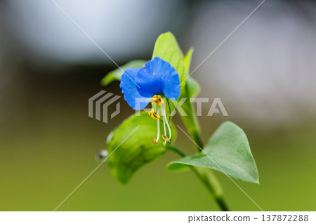一朵像晨露的花,它在早上開放,在白天關閉 一朵像晨露的花,它在早上開放,在白天關閉 137872288