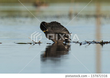 White winged Coot in her nest with chicks, La Pampa, Argentina White winged Coot in her nest with chicks, La Pampa, Argentina 137872316