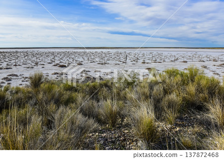 Salty soil in a dry lagoon, in the south of the province of La Pampa, Patagonia, Argentina. Salty soil in a dry lagoon, in the south of the province of La Pampa, Patagonia, Argentina. 137872468