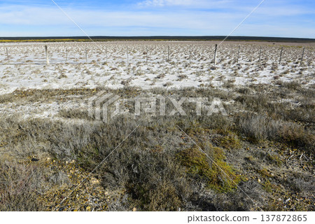 Salty soil in a dry lagoon, in the south of the province of La Pampa, Patagonia, Argentina. Salty soil in a dry lagoon, in the south of the province of La Pampa, Patagonia, Argentina. 137872865