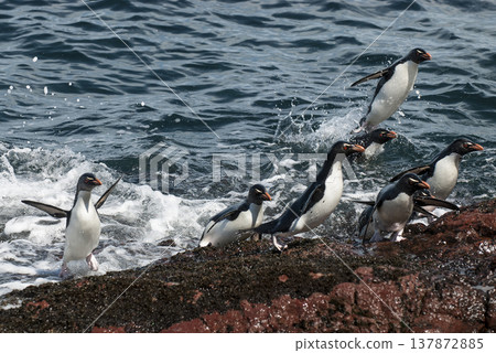 Rockhopper Penguin, Penguin Island,Puerto Deseado, Santa Cruz Province, Patagonia Argentina Rockhopper Penguin, Penguin Island,Puerto Deseado, Santa Cruz Province, Patagonia Argentina 137872885