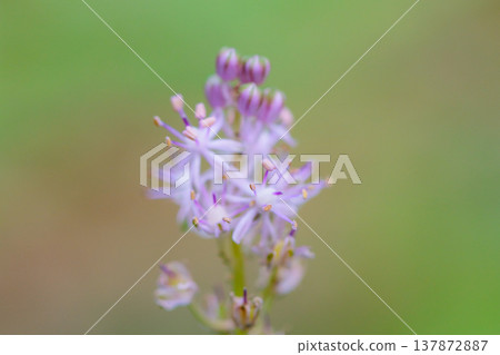 初秋時節，藍鈴花（Scilla scilloides）會開出美麗的粉紅色花朵，並成簇生長。 137872887