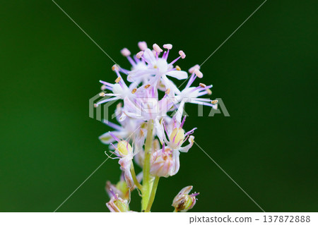 In early autumn, the Scilla scilloides blooms with beautiful pink flowers and grows in dense clusters. In early autumn, the Scilla scilloides blooms with beautiful pink flowers and grows in dense clusters. 137872888