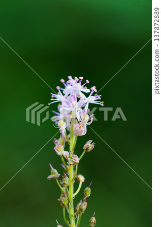 In early autumn, the Scilla scilloides blooms with beautiful pink flowers and grows in dense clusters. 137872889