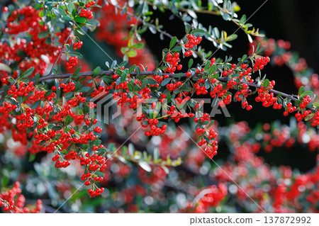Firethorn, also known as pyracantha, where many white flowers turn red in autumn Firethorn, also known as pyracantha, where many white flowers turn red in autumn 137872992