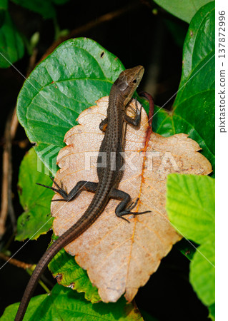 日本特有的蜥蜴 Japanese kanaebi 137872996