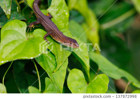 Lizard endemic to Japan Japanese kanaebi 137872998
