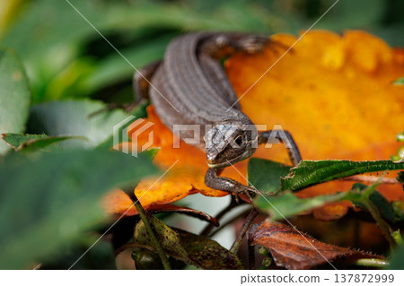 Lizard endemic to Japan Japanese kanaebi Lizard endemic to Japan Japanese kanaebi 137872999