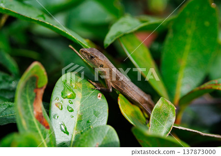 日本特有的蜥蜴 Japanese kanaebi 137873000