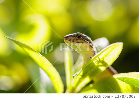 Lizard endemic to Japan Japanese kanaebi Lizard endemic to Japan Japanese kanaebi 137873002