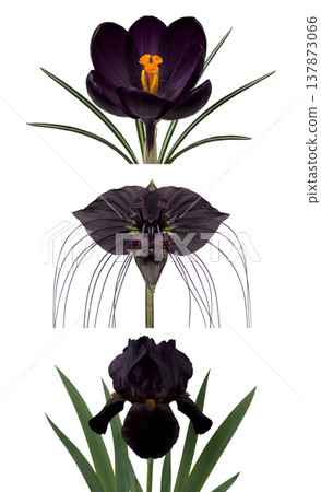 Elegant assortment of gothic and rare dark blooms, purple-black iris, unique tacca chantrieri, and deep crocus, isolated for floral arrangements 137873066