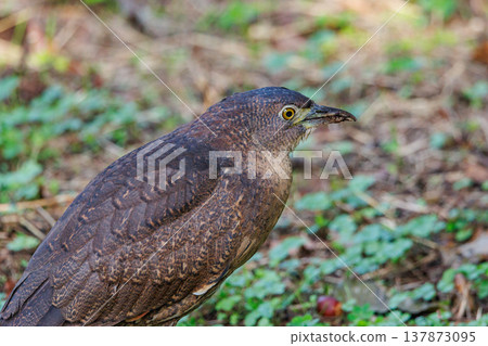 The Japanese Night Heron, a symbol of the rural landscape. The Japanese Night Heron, a symbol of the rural landscape. 137873095