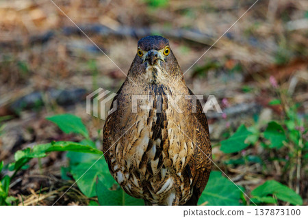 The Japanese Night Heron, a symbol of the rural landscape. 137873100