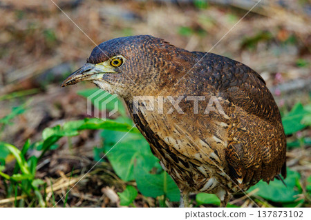 The Japanese Night Heron, a symbol of the rural landscape. 137873102