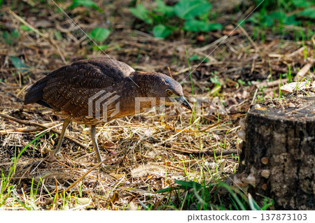 The Japanese Night Heron, a symbol of the rural landscape. The Japanese Night Heron, a symbol of the rural landscape. 137873103