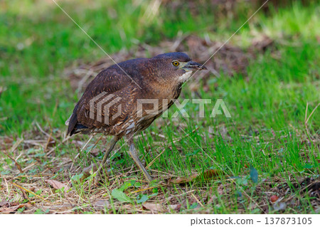 The Japanese Night Heron, a symbol of the rural landscape. The Japanese Night Heron, a symbol of the rural landscape. 137873105