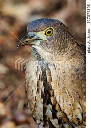 The Japanese Night Heron, a symbol of the rural landscape. The Japanese Night Heron, a symbol of the rural landscape. 137873108