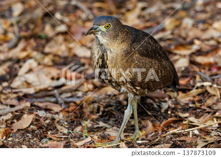 The Japanese Night Heron, a symbol of the rural landscape. The Japanese Night Heron, a symbol of the rural landscape. 137873109