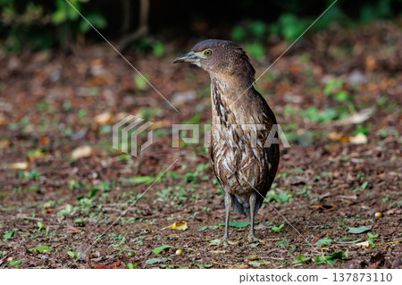 The Japanese Night Heron, a symbol of the rural landscape. The Japanese Night Heron, a symbol of the rural landscape. 137873110