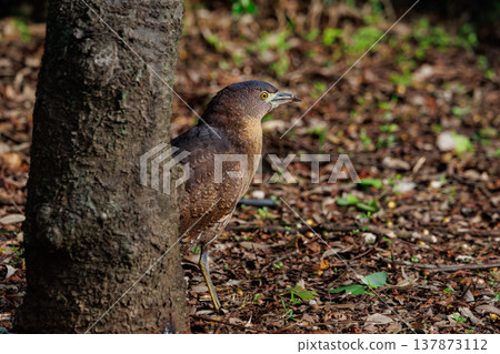 The Japanese Night Heron, a symbol of the rural landscape. The Japanese Night Heron, a symbol of the rural landscape. 137873112