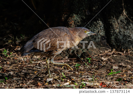 The Japanese Night Heron, a symbol of the rural landscape. The Japanese Night Heron, a symbol of the rural landscape. 137873114