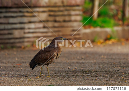 The Japanese Night Heron, a symbol of the rural landscape. 137873116