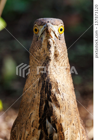 The Japanese Night Heron, a symbol of the rural landscape. The Japanese Night Heron, a symbol of the rural landscape. 137873120