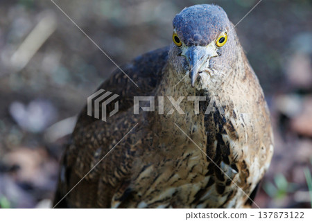 The Japanese Night Heron, a symbol of the rural landscape. The Japanese Night Heron, a symbol of the rural landscape. 137873122