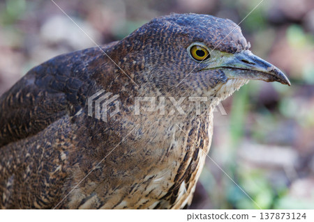 The Japanese Night Heron, a symbol of the rural landscape. The Japanese Night Heron, a symbol of the rural landscape. 137873124